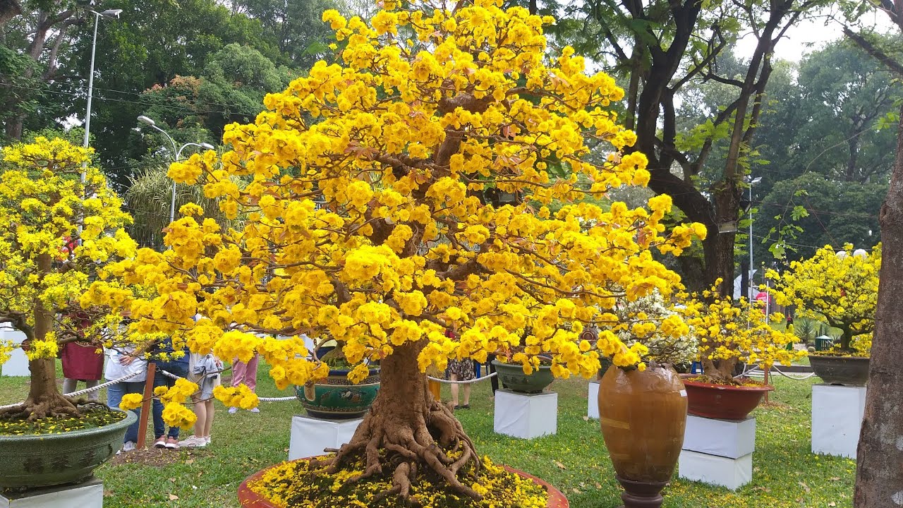 Dịch vụ chăm sóc mai vàng tại nhà